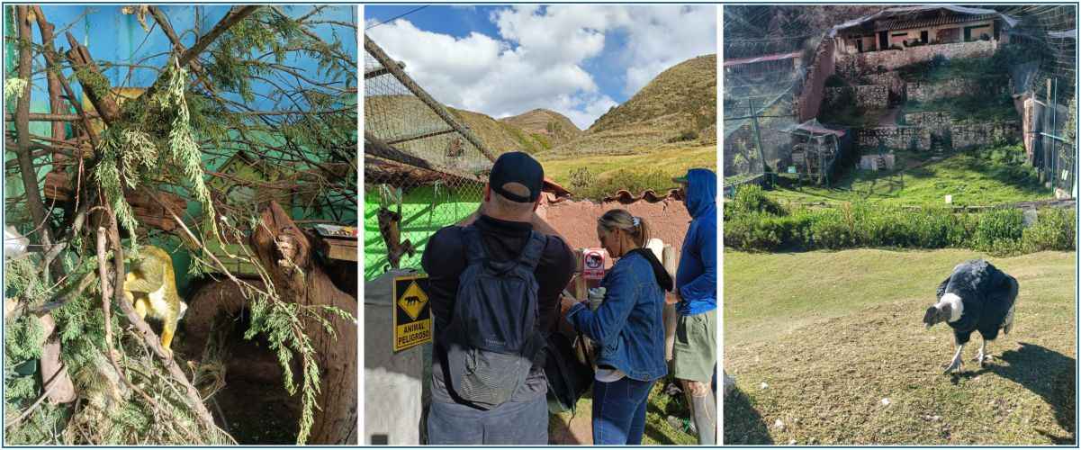 Taxi from Cusco to Cochahuasi Animal Sanctuary