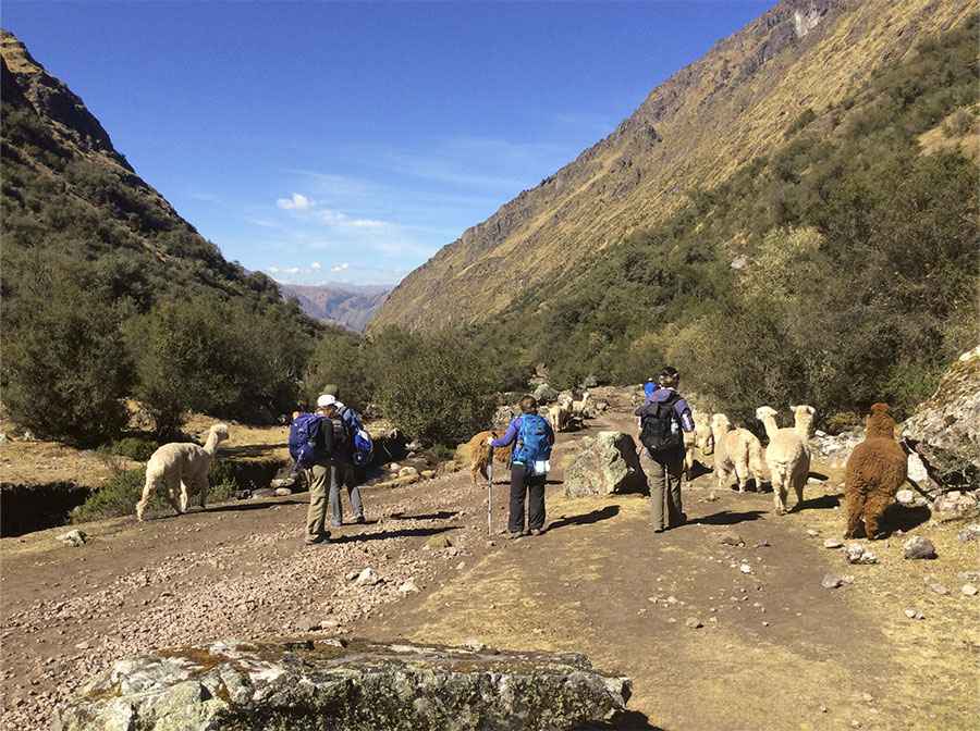 walking with alpacas and llamas at Chincheros Cusco Peru